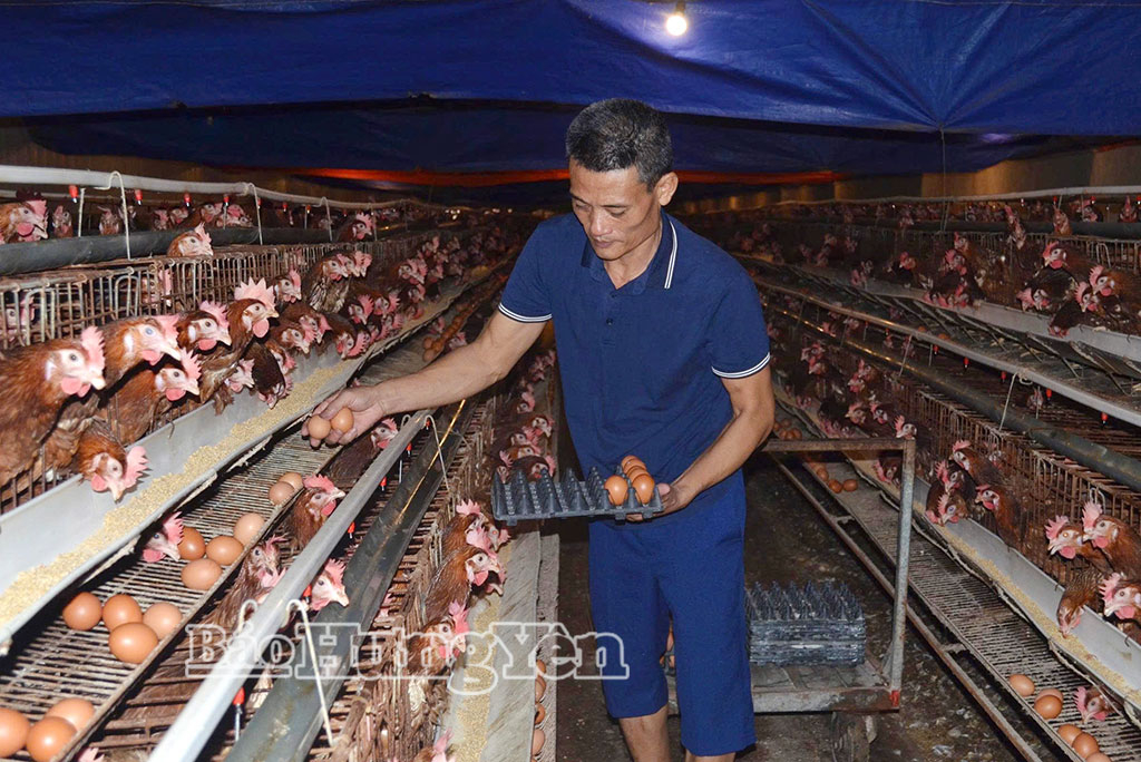 Anh Nguyễn Hữu Tuệ, Giám đốc HTX chăn nuôi Nguyễn Gia thu hoạch trứng gà.