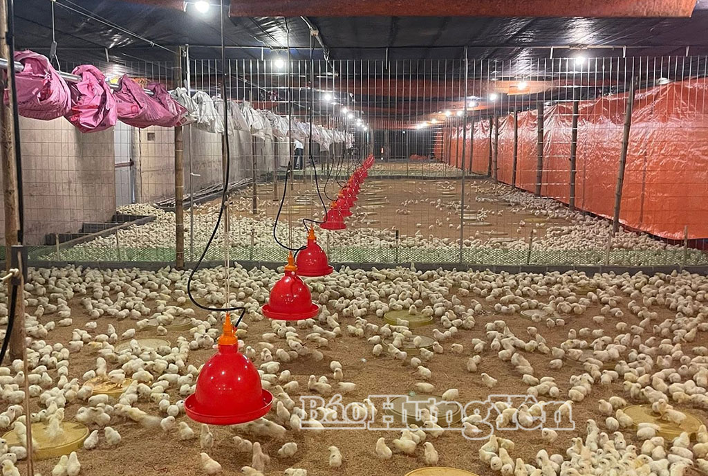 HTX Chăn nuôi Nguyễn Gia nuôi gà trên nền đệm lót sinh học.