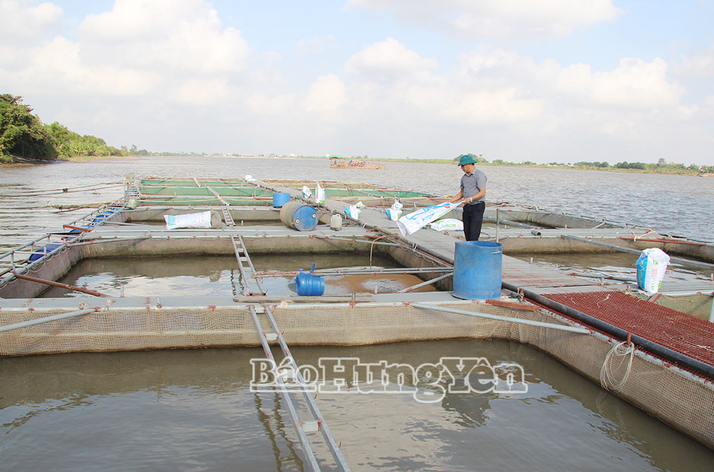 Ông Phạm Xuân Thủy chăm sóc diện tích nuôi cá lồng trên sông Hồng.