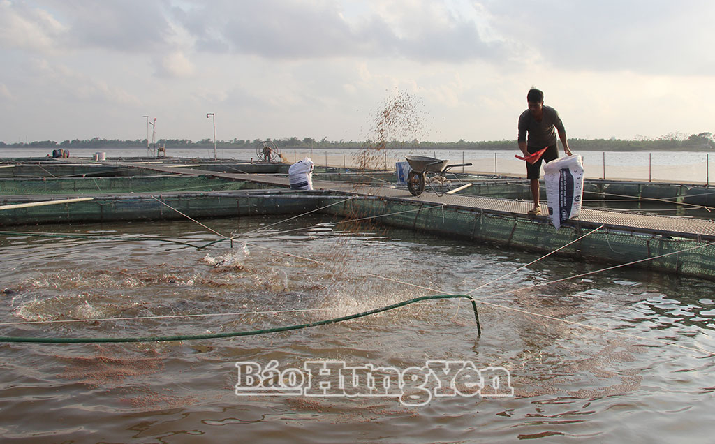 Nhiều hộ dân xã Vũ Tiên phát triển mô hình nuôi cá lồng trên sông Hồng, mang lại hiệu quả kinh tế cao.