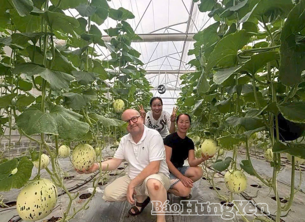 Du khách tham quan, chụp ảnh tại HTX sản xuất rau, củ, quả an toàn Văn Giang.