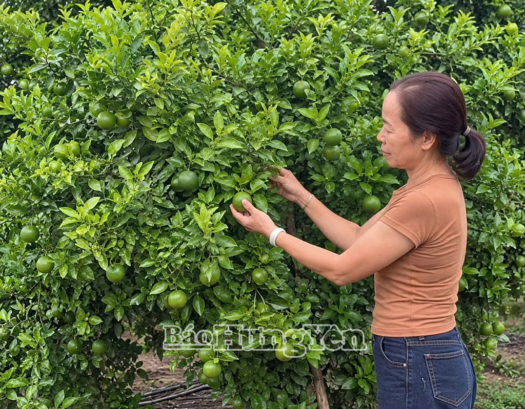 Trồng cam theo hướng an toàn cho hiệu quả cao tại HTX sản xuất rau, củ, quả an toàn Văn Giang.