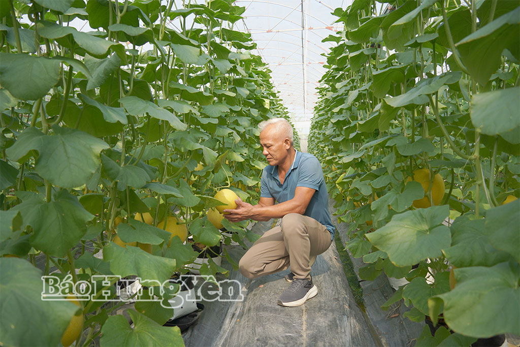 Ông Bùi Văn Phương (xã Tống Trân) kiểm tra nông sản trướckhi xuất bán.