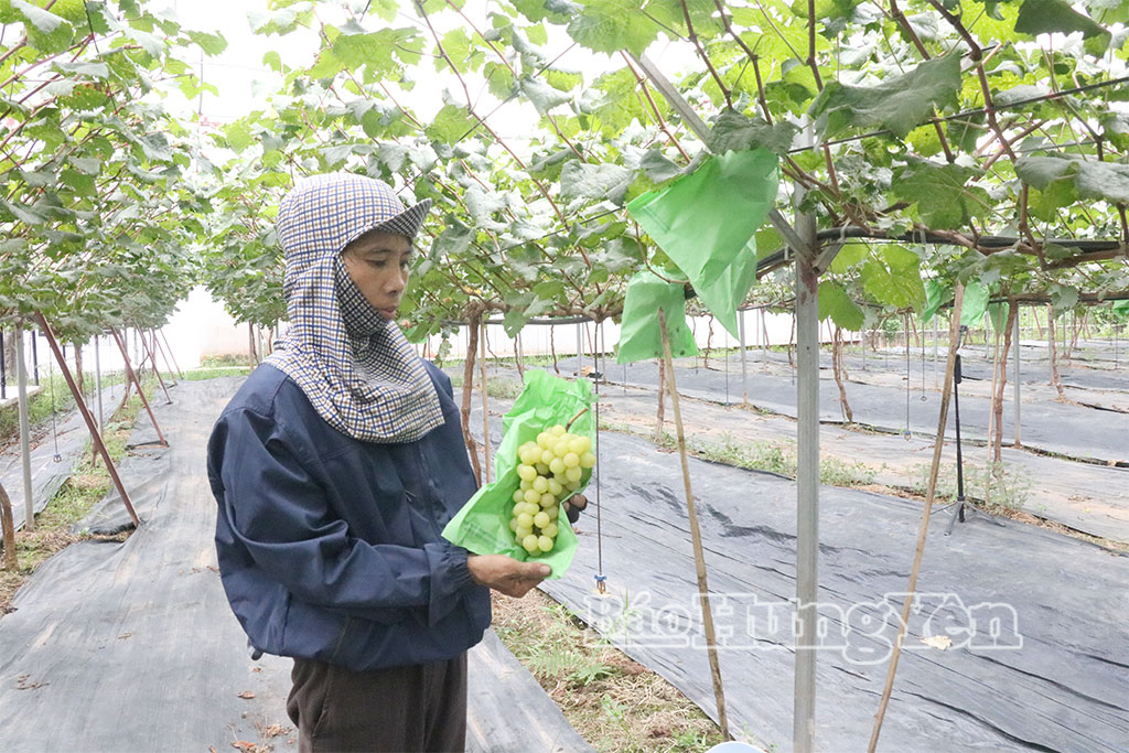 Nông dân phường Sơn Nam chuyển đổi diện tích sản xuất nông nghiệp hiệu quả thấp sang trồng nho sữa.