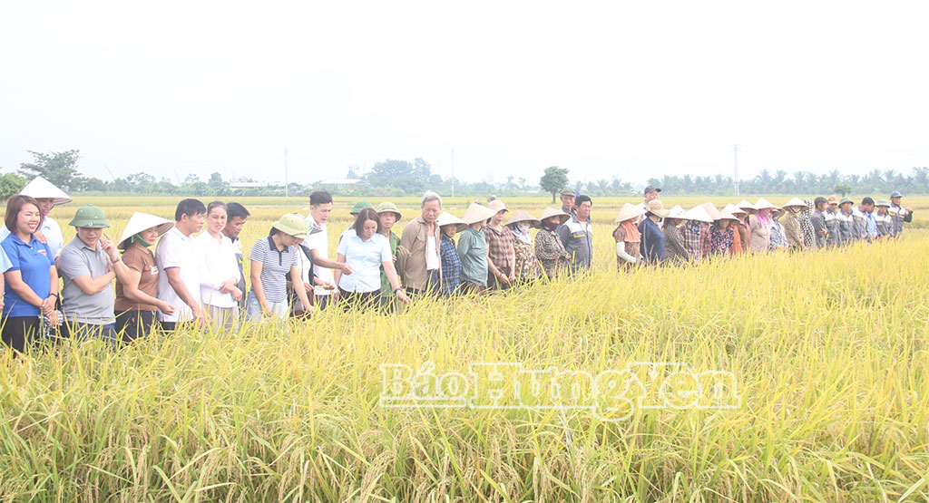 Đánh giá hiệu quả mô hình canh tác lúa giảm phát thải khí nhà kính tại thônAn Ninh 2, xã Phụ Dực.